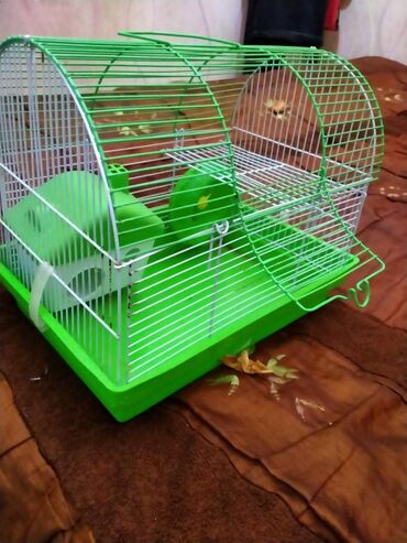 Gəmiricilər: Salam. Disi xomyak satilir. Qefesle birge. Qefesde gorduyunuz her sey -da lalafo.az — 12 Gəmiricilər: Salam. Disi xomyak satilir. Qefesle birge. Qefesde gorduyunuz her sey — 12