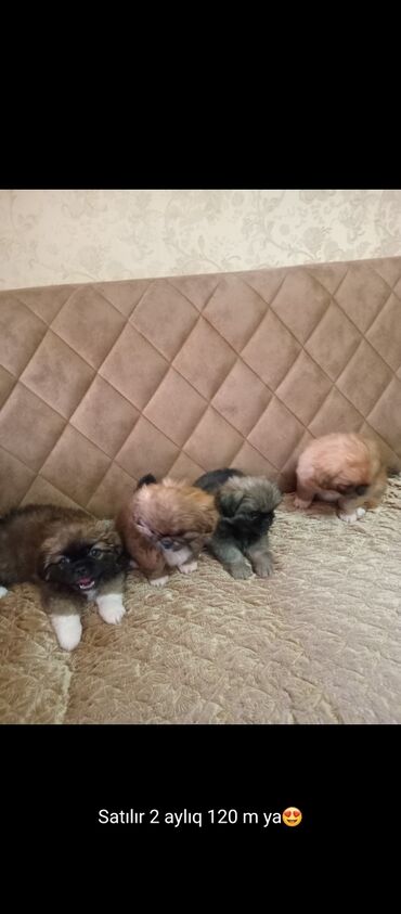 it pişik: Pekines, 2 ay, Erkek, Peyvəndli, Ünvandan götürmə