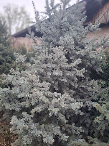 Декоративные деревья: Саженцы деревьев: Ели — 26