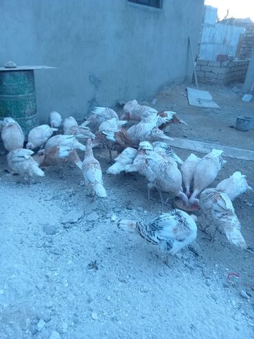 Hinduşka: Öz həyətimdə saxladığım hinduşkalar ətlik və damazlikdir. 60.manatdan — 9