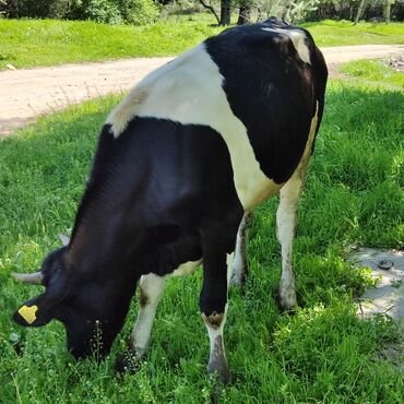 животные коровы: Продаю | Тёлка | Голштин | Для разведения, Для молока | Искусственник