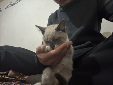 сиамская кошка: Продается кошка 🐈‍⬛