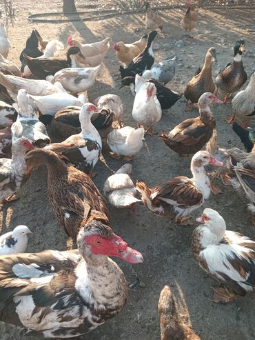 Toyuqlar: Toyuq, Damazlıq — 6