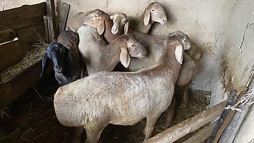 собаки милые: Продаю | Баран (самец) | Гиссарская, Арашан | На забой, Для разведения — 3
