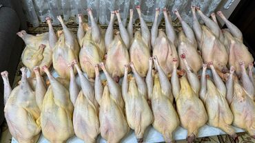 Птица: Индюк :, 4 кг, 5 кг, 6 кг, Самовывоз, Платная доставка — 8