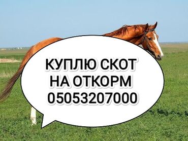 купить оперативку на пк: Куплю | Лошади, кони, Коровы, быки | Откормленные, Круглосуточно, На откорм