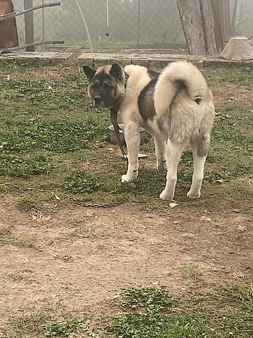 en gozel itler: Akita-inu — 1
