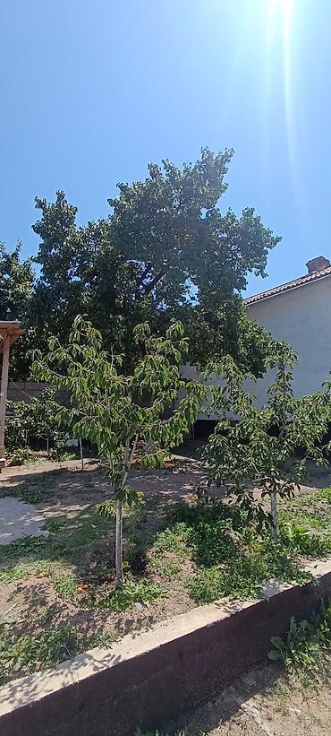 Гостевые дома на Иссык-Куле: Дача - продается. - Расположение: 2 минуты на авто от песчаного пляжа — 7