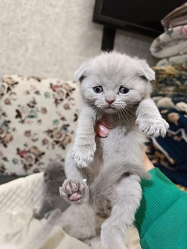 Pişiklər: Şotland, Ödənişli çatdırılma — 20