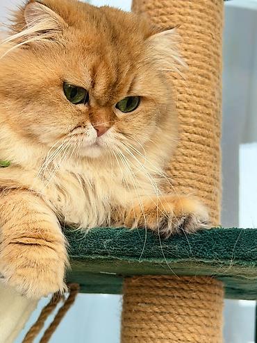 pișik: Qızıl şinşilla, Erkək, Cütləşmə üçün — 8