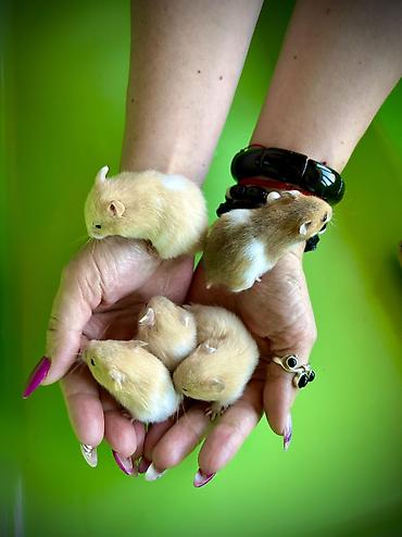 Хомяки: Продаются хомячки джунгарские, сирийские, ангорские пушистые хомячки — 11