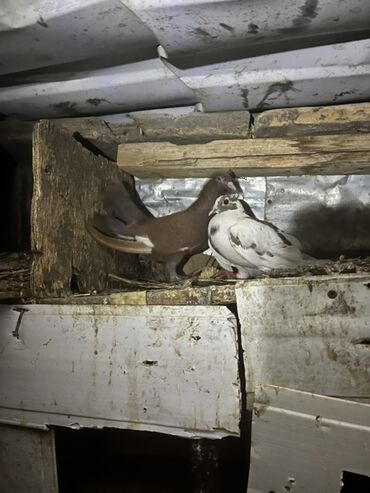 cins ineklerin qiymeti: Məhsul: Ev göyərçinləri – cüt Təsvir: - Şəkillərdəki quşlar evdə