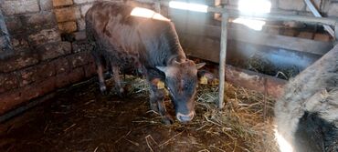 Dana, buzov: Salam.5 bas conge 1bas duye satılır.heyanlar tam sağlam esil kokeltme — 3