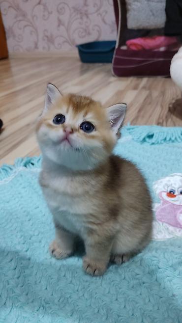 Pişiklər: Qızıl şinşilla, Erkək, Yaxşı əllərə, Ünvandan götürmə — 5