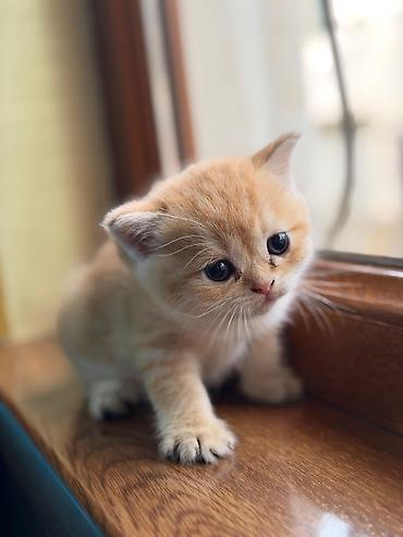 Pişiklər: Britan, Erkək, Dişi, Yaxşı əllərə, Rayonlara çatdırılma, Ünvandan götürmə, Pulsuz çatdırılma — 11