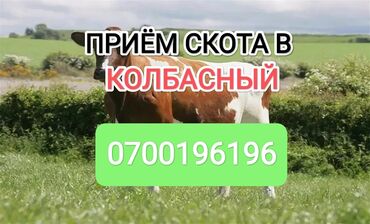 продаю бык: Куплю | Коровы, быки, Лошади, кони | Круглосуточно, Любое состояние, Забитый