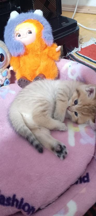 Pişiklər: Britan, Yaxşı əllərə — 26