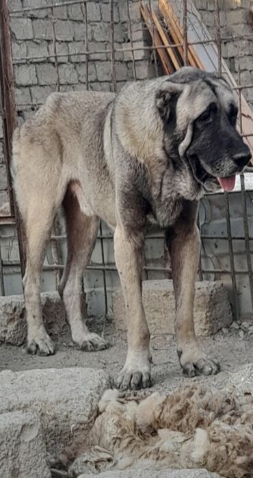 İtlər: Mastif