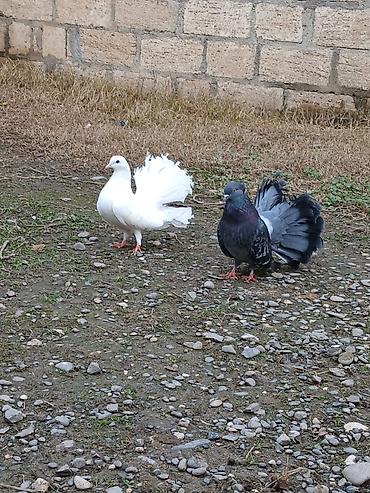 goyerçinler: Pavlinlər satlir ünvan quba boynu əsən sortdu ballali anli di — 8