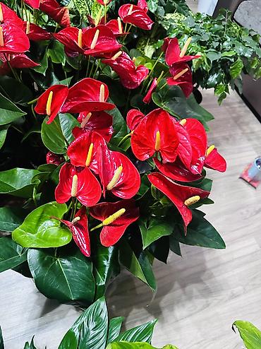 кой аштоо: Антуриум (Anthurium andreanum) в горшке - Эффектные соцветия — 2