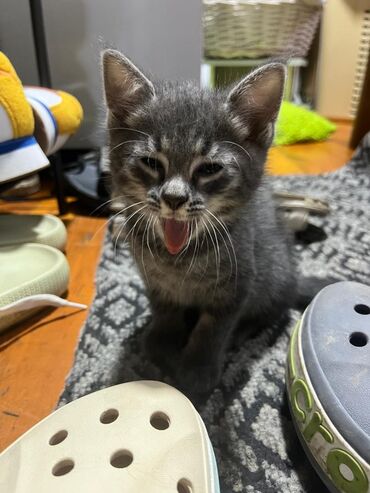 как заказать кошку: Кошка даром: Беспородная, 1 месяц, Девочка, Приучена к лотку