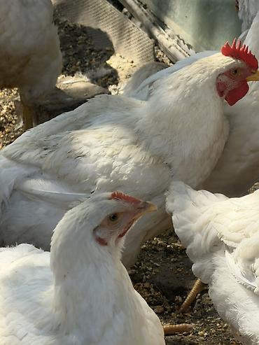 Куры, петухи: Продаю | Куры | Бройлерная | На забой — 14