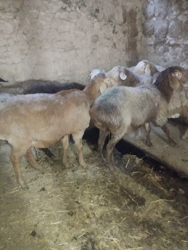 Бараны, овцы: Продаю | Баран (самец) — 13