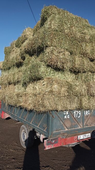 продажа щенков немецкой овчарки в бишкеке с документами: Кастра зелёный доставка есть