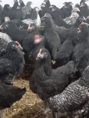 australorp yumurtasi: Toyuq, Yumurtalıq, Ünvandan götürmə