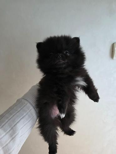 Psi: Na prodaju preslatki pomeranci U naš dom su sasvim spontano stigle — 8