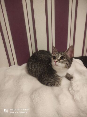 Pişiklər: Tabbi, Yaxşı əllərə — 10