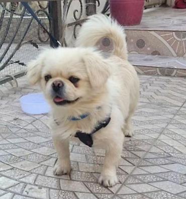 it yemi: Pekines, 2 il — 1