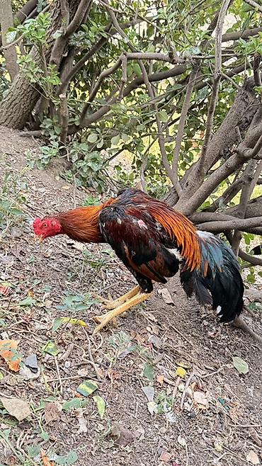cucə və xoruz təmsil: Xoruz, Heyratı, il: 1, Ödənişli çatdırılma, Rayonlara çatdırılma — 1