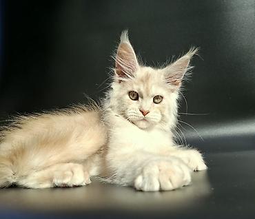 кохинхин мраморный: 🐾 Остался один эксклюзивный мальчик полидакт в поисках достойных — 5