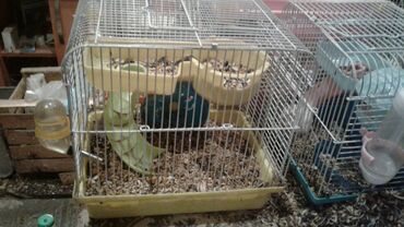 Qəfəslər: Xamyak ucun Qefes satilir qiyməti 25 azn bashqa qefeslerde var -da lalafo.az — 18 Qəfəslər: Xamyak ucun Qefes satilir qiyməti 25 azn bashqa qefeslerde var — 18