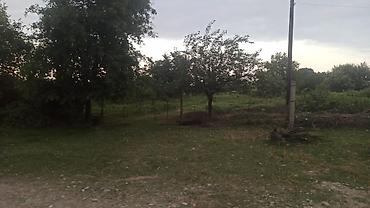 cilə dağı: 204 sot, Kənd təsərrüfatı, Mülkiyyətçi, Kupça (Çıxarış) — 5
