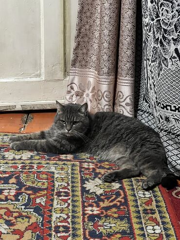 элитные квартиры в бишкеке фото: Пристраивается кот кличка Валик. Очень активный веселый и