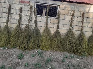 Веники и совки: Lənkəranda yovşan otundan həyət baca süpürmək üçün süpürgələr🧹🧹🧹 at lalafo.az — 3 Веники и совки: Lənkəranda yovşan otundan həyət baca süpürmək üçün süpürgələr🧹🧹🧹 — 3