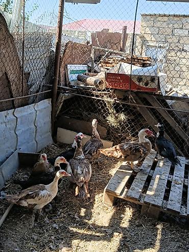mandarinka ördeyi: Krasnadar sortu ordekler satilir xalamaqor qazi balasi ile barter — 2