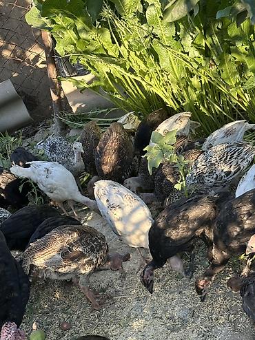 Птицы: Индюшата 58 голов Возраст 2-3 месяца Цена 1500 сом Индюшки по 2800 — 6