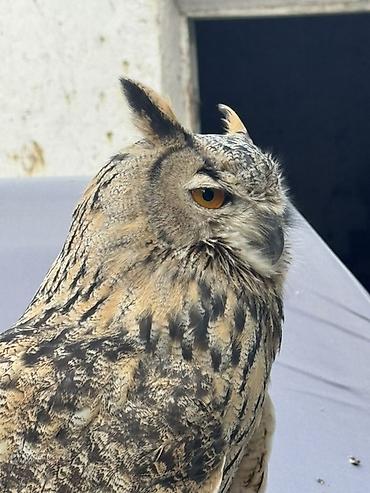 Сова-филин (Bubo bubo) - Крупная ночная хищная птица с характерными