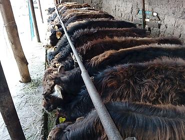 Коровы, быки: Продаю | Бык (самец) | Швицкая | На откорм — 10