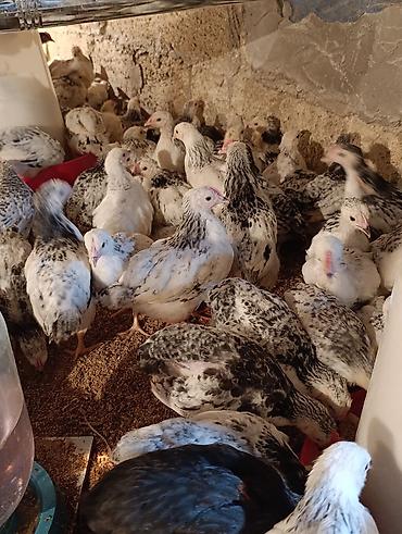 Toyuqlar: ‼️ Serebrist Colpaları 2 aylığ tam sağlam iri və yumurtalığ — 8