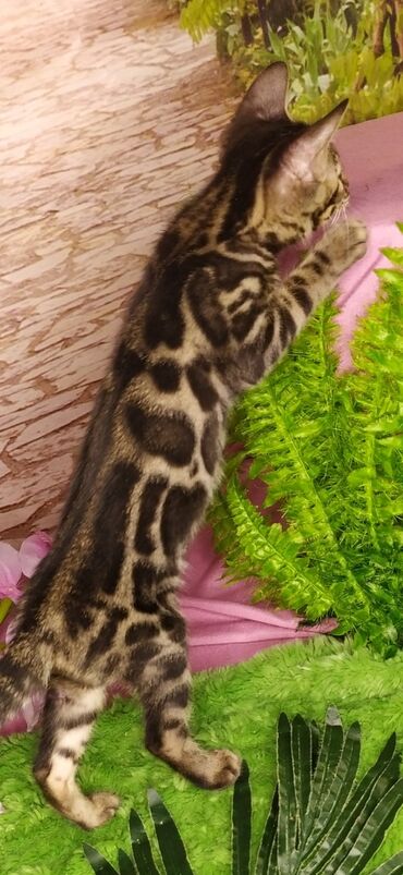 Продажа кошек: Друзья !!! питомник Бен Гла Мур с радостью предлагает новый помет. от — 18