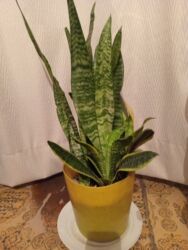 гортензии цена бишкек: Цветы-Тещин язык .,Один корень-200с