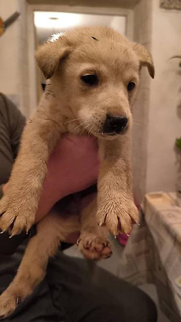 Отдам даром собаку: ПРИЮТ СОБАЧЕК большой выбор много красивых щенков и умных собак. ВСЕ — 14