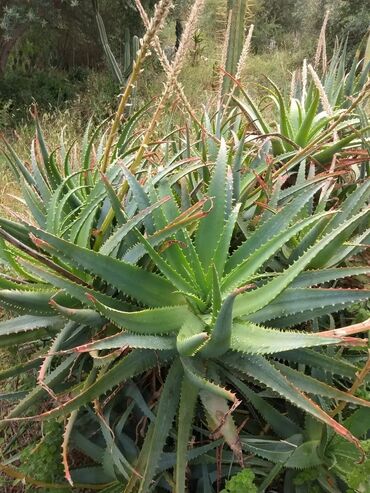 həyət gulleri: Aloe vera gulu satiram 18 illik🪴böyük qanadı 8 manat