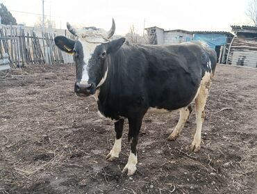 Коровы, быки: Продаю | Корова (самка) | Для молока | После отела — 10