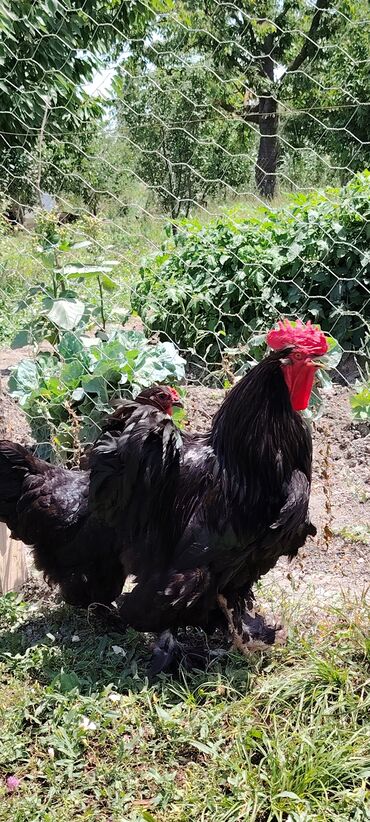 itlerin pulsuz verilmesi: Toyuq, Brama, Damazlıq, Pulsuz çatdırılma