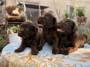 Продажа собак: Щенки лабрадор -ретривер 🐾 Рождены-27.07.2025 Шоколадного окраса С — 9